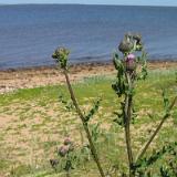 0506G 24 Amrum